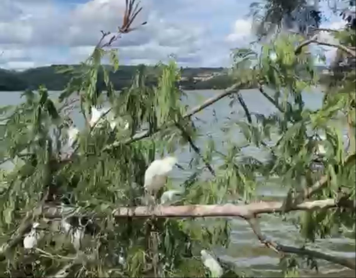 Garças ficaram sem abrigo após poda de árvore em pleno período de reprodução na orla de lagoa em Lagoa Santa 
