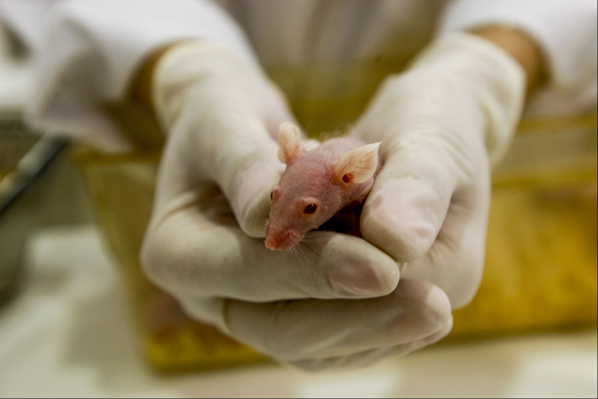 Com alteração do metabolismo, camundongos machos chegaram a desenvolver dois ovários no lugar dos testículos
